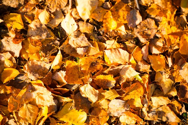 Fallen leaves on grass — Stock Photo, Image