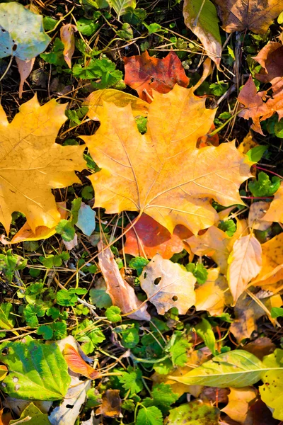 Fallen leaves on grass — Stock Photo, Image