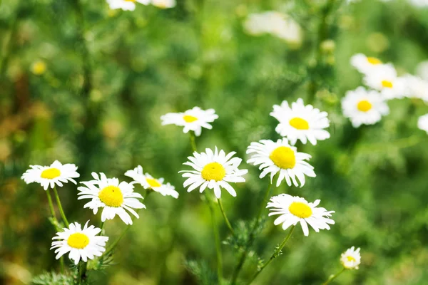 Wilde Kamille auf einer Wiese. — Stockfoto