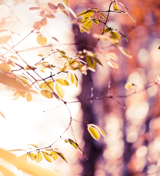 Yellow leaves — Stock Photo, Image