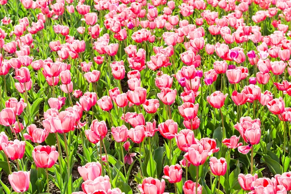 Tulips for Spring — Stock Photo, Image