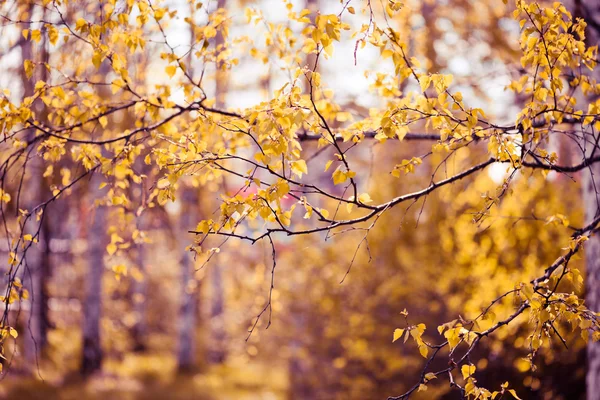 Gelbe Blätter — Stockfoto