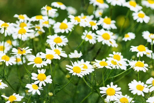 Divoké chamomiles na louce. — Stock fotografie