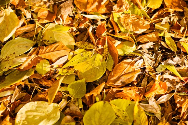 Fallen leaves on grass — Stock Photo, Image