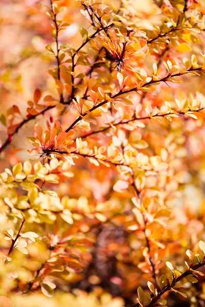 Gula blad — Stockfoto