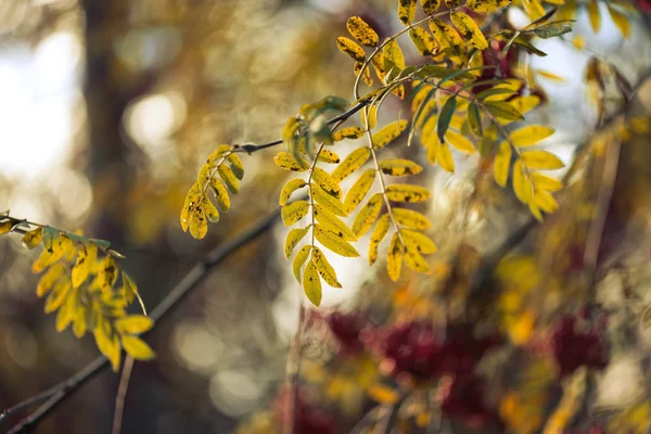 Rowan yaprakları — Stok fotoğraf