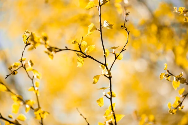 Sárga levelek — Stock Fotó