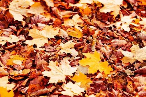 Fallen leaves on grass — Stock Photo, Image