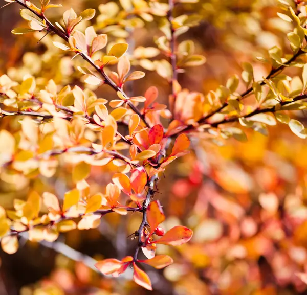 Yellow leaves — Stock Photo, Image