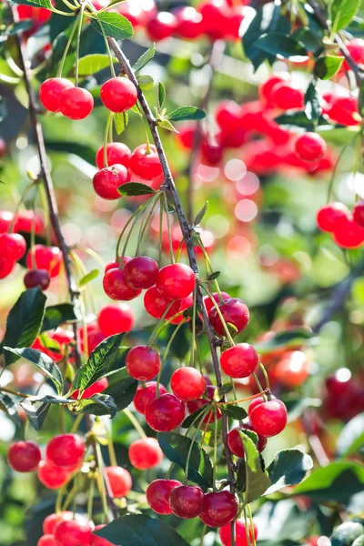 Red cherries on the branch — Stock Photo, Image