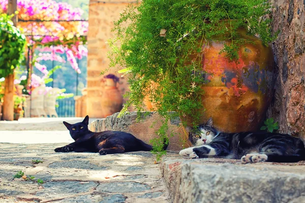 Γάτες στο χωριό deia — Φωτογραφία Αρχείου