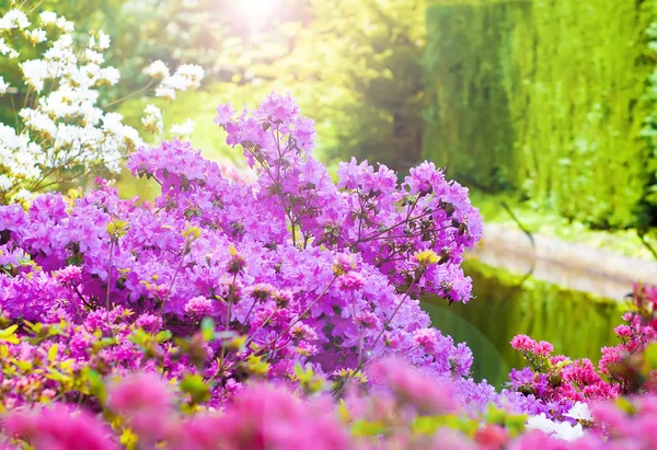 Primavera a Keukenhof — Foto Stock