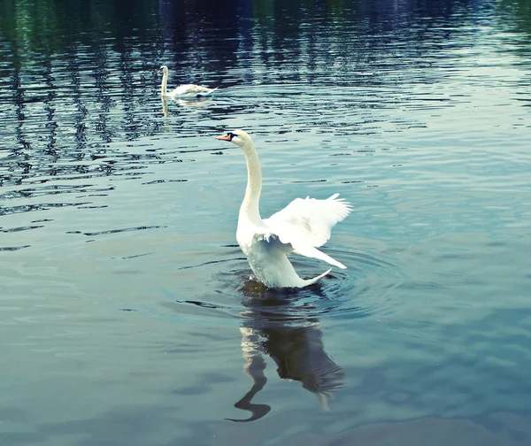 Cisnes — Foto de Stock