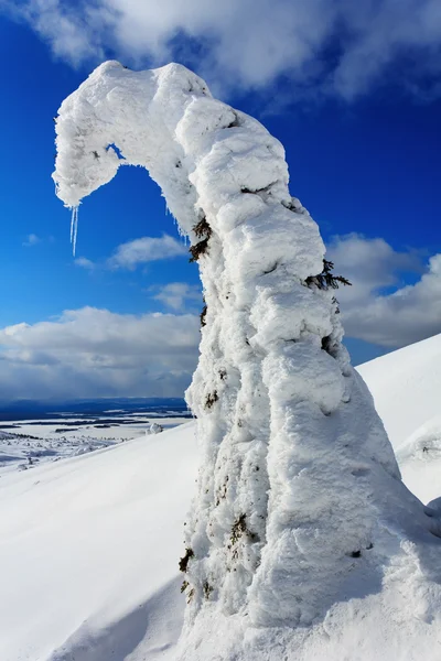 Abeto cubierto de nieve —  Fotos de Stock