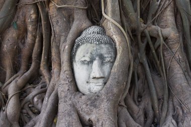Buda kafa banyan tree roots, ayutthaya, Tayland