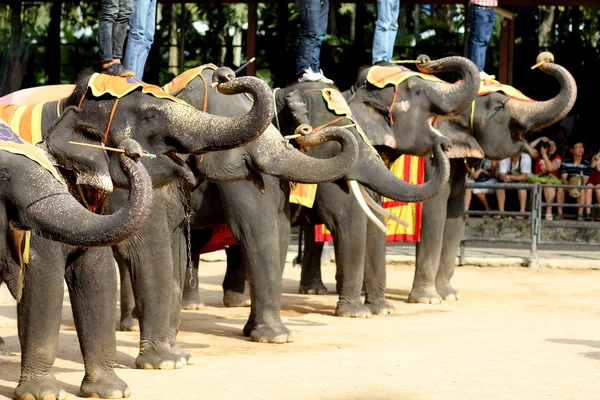 Show słoń, Tajlandia — Zdjęcie stockowe