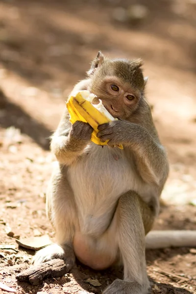 Monkey with appetite eats banana — Stock Photo, Image