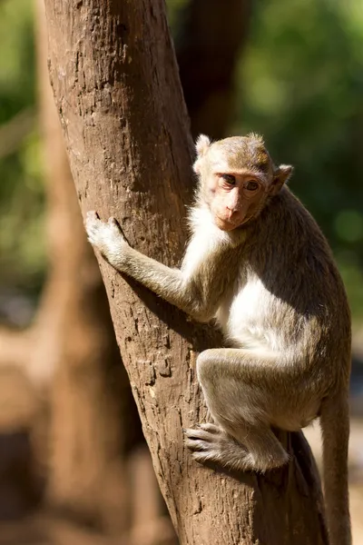 Wild monkey sitting on a tree, Thailand — Stock Photo, Image