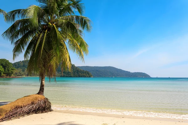 Bela palmeira em uma praia de ilha tropical — Fotografia de Stock