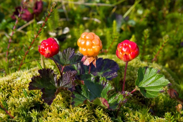 Maturare bacca nuvolosa in natura (Rubus chamaemorus ) — Foto Stock