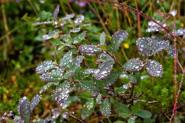 沼泽 whortleberry 叶子上的雨滴 — 图库照片