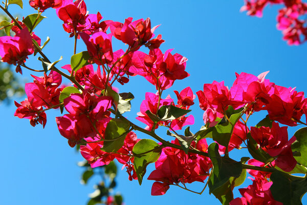 Bougainvillea flowers on blue sky background