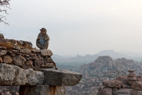 Macaco sentado nas ruínas de um antigo templo ao amanhecer em Hampi, K — Fotografia de Stock