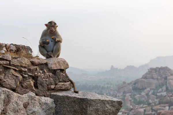 Monkey in Hampi, Karnataka, India — Stock Photo, Image