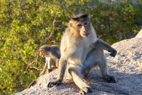 Porträtt av apan i hampi, karnataka, Indien — Stockfoto