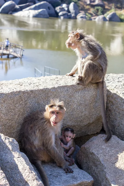 Monkey familj i hampi, karnataka, Indien — Stockfoto