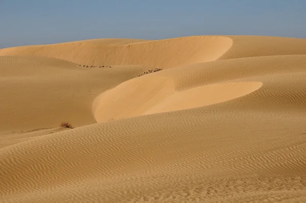 Sanddünen — Stockfoto