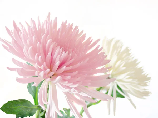 Crisantemo rosa y blanco — Foto de Stock