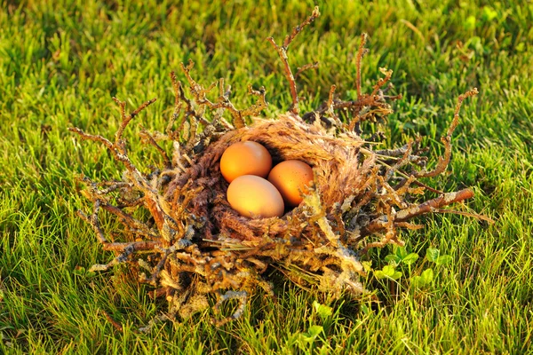 Vogelnest mit Eiern — Stockfoto