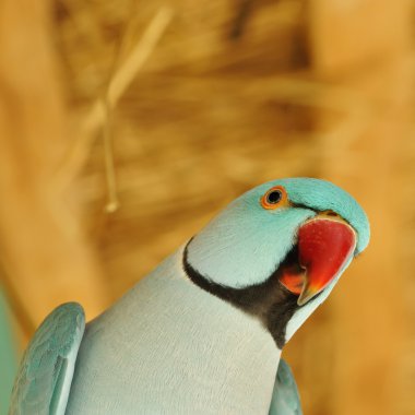 Papağan kuşu