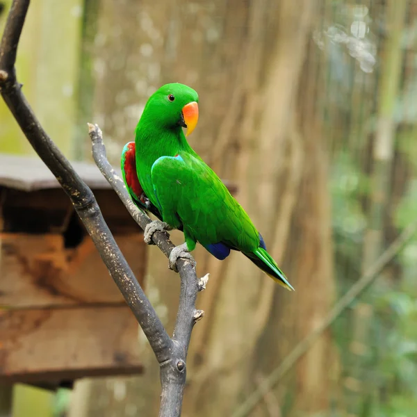 Pájaro loro —  Fotos de Stock