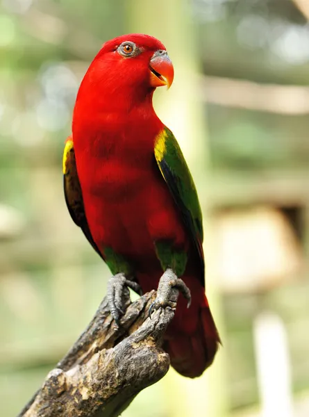 Pájaro loro — Foto de Stock