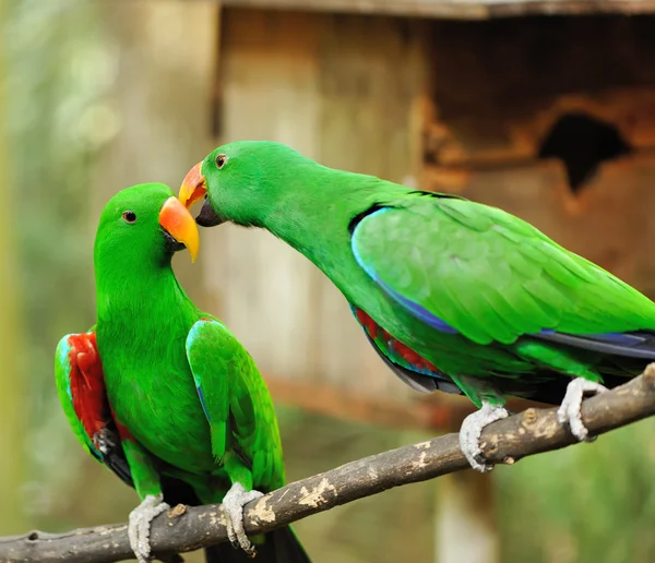 Casal de papagaios eclectus verdes — Fotografia de Stock