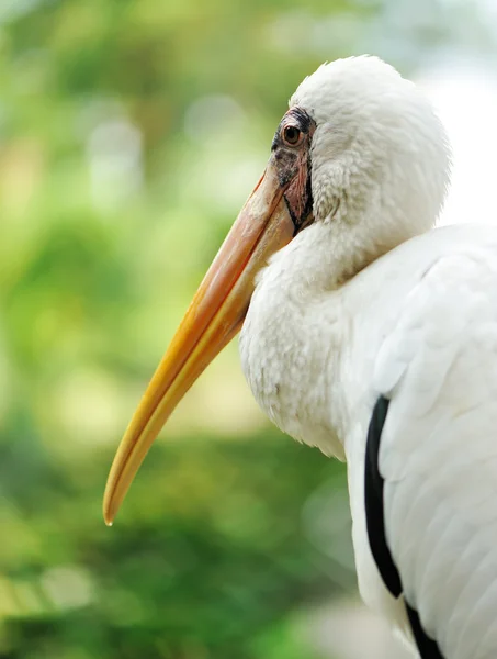 Stork bird — Stock Photo, Image