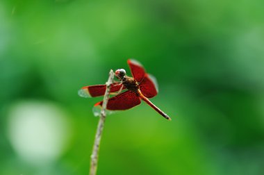 Çubuktaki yusufçuk