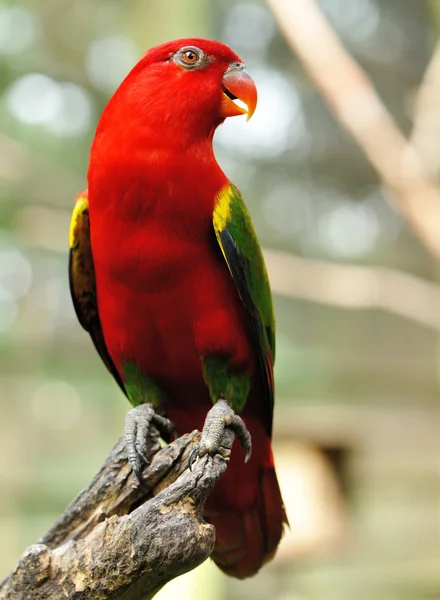 Pájaro loro — Foto de Stock