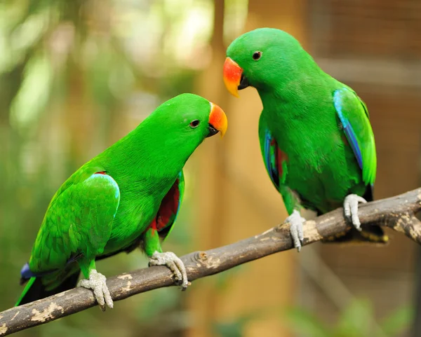 Casal de papagaios eclectus verdes — Fotografia de Stock