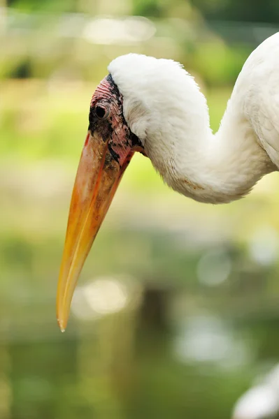 Stork bird — Stock Photo, Image