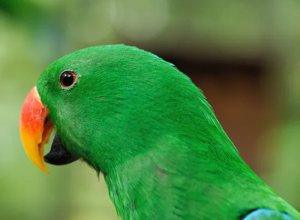 Pájaro loro — Foto de Stock