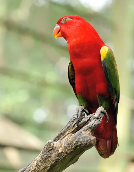 Uccello pappagallo — Foto Stock