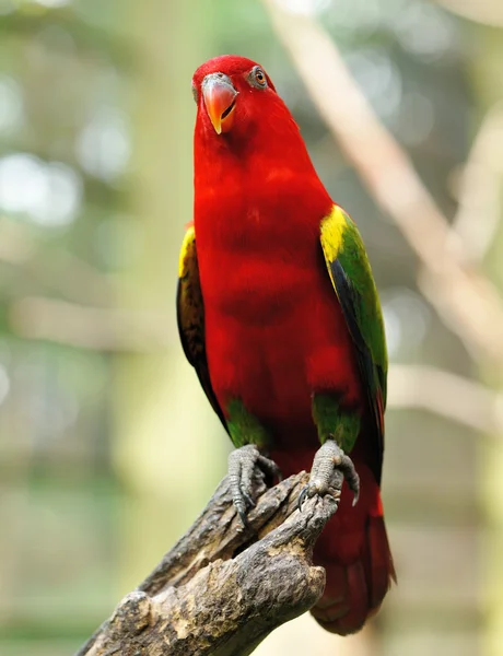 Ptak papuga — Zdjęcie stockowe