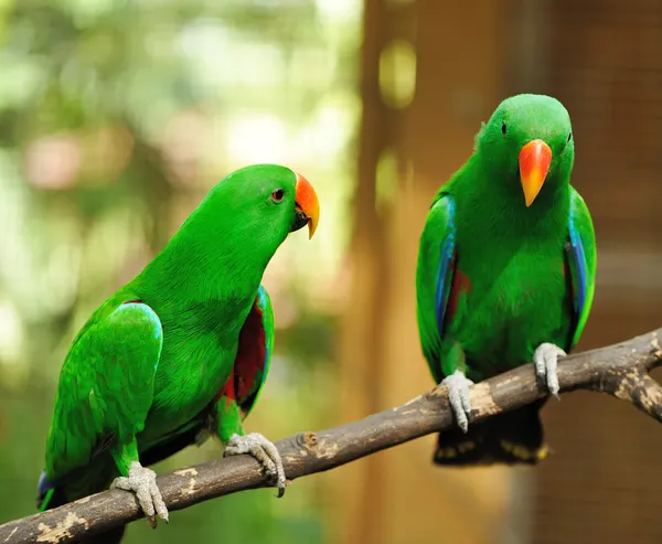 Пара зеленых эклектичных попугаев — стоковое фото