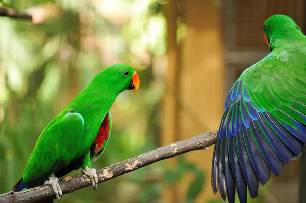 Casal de papagaios eclectus verdes — Fotografia de Stock