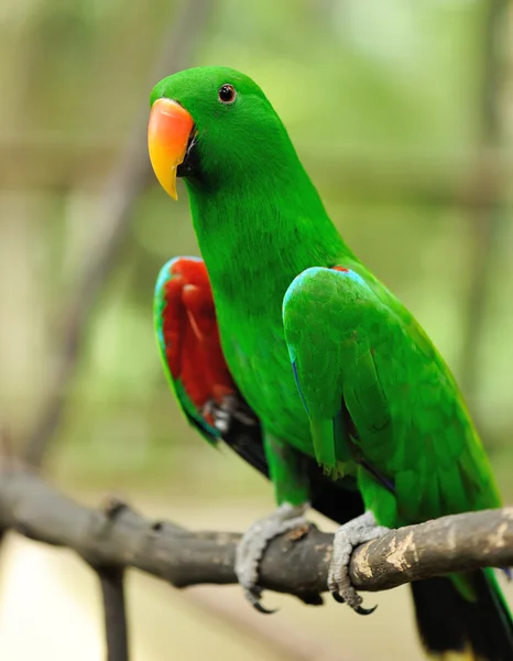 Papagei-Vogel — Stockfoto