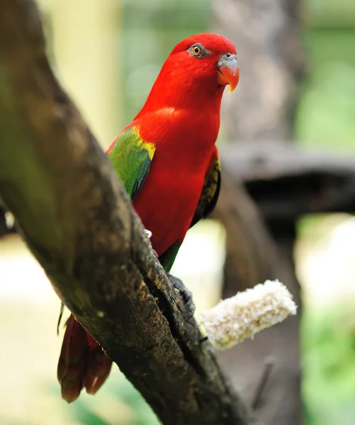 Papegaaienvogel — Stockfoto