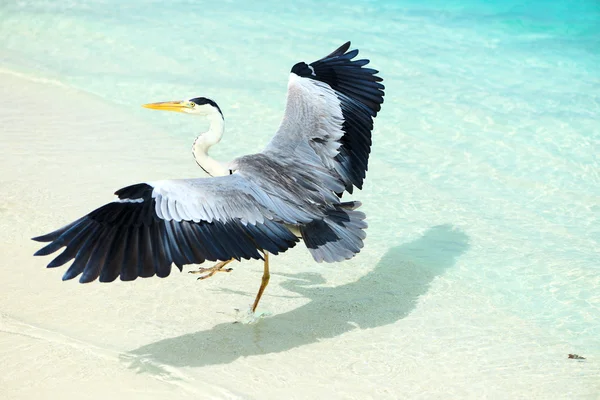 Garça na praia — Fotografia de Stock